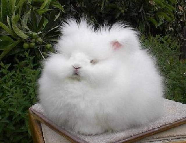 ангорский декоративный кролик
