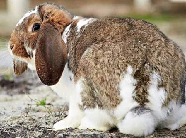 кролики породы баран