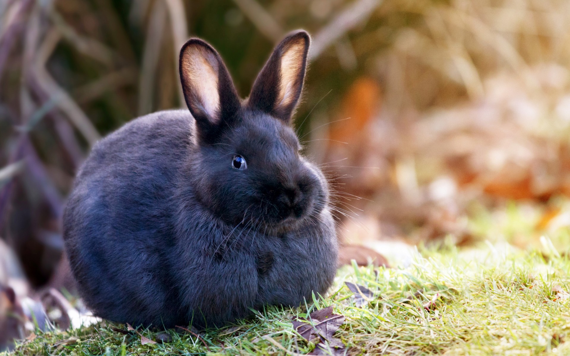 Заболевания ЖКТ у кроликов