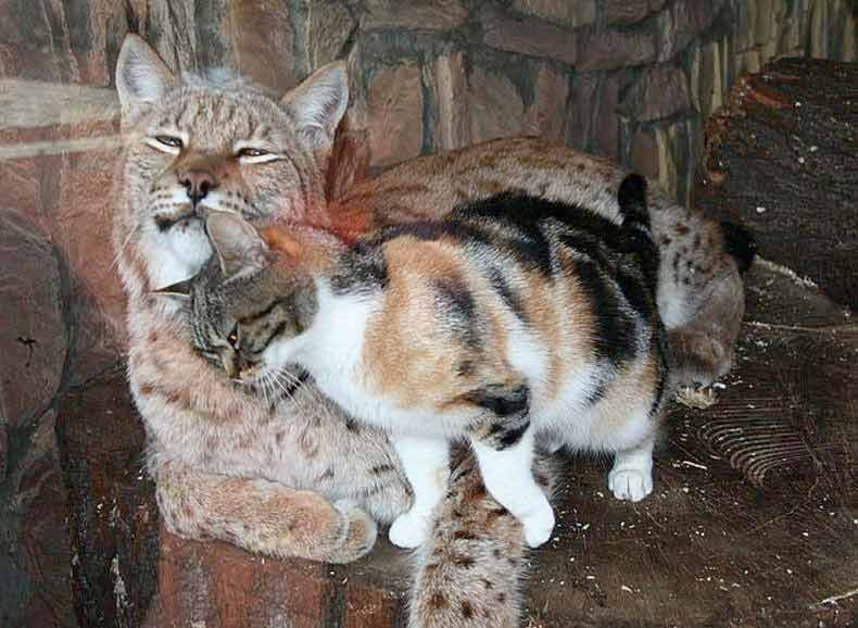 В Санкт — Петербургском зоопарке котенок забрался в клетку рыси
