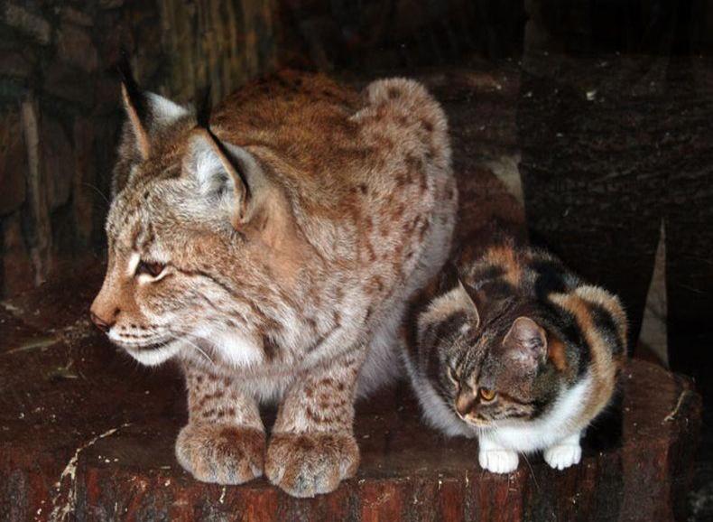 В Санкт — Петербургском зоопарке котенок забрался в клетку рыси