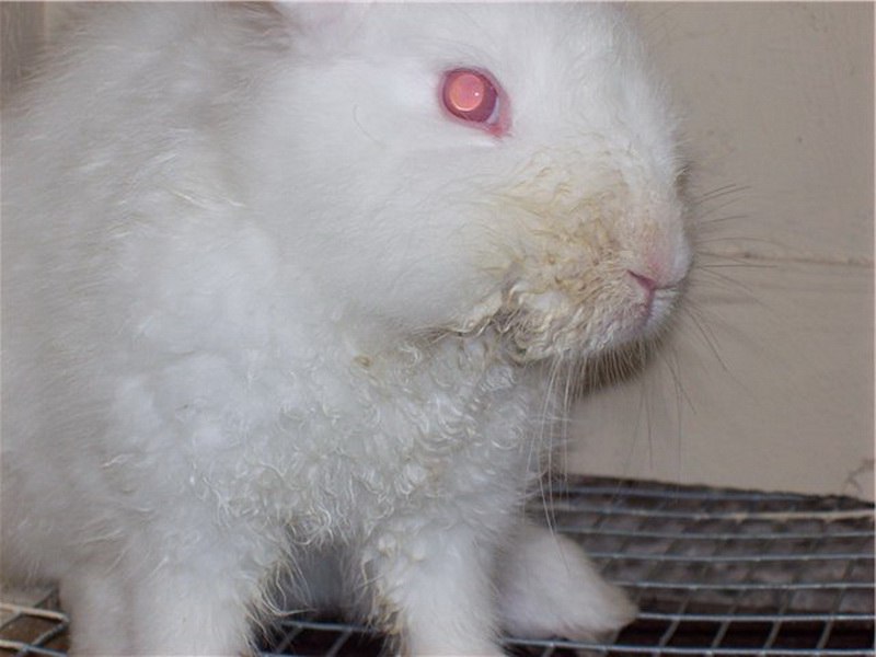 Инфекционный стоматит у кроликов