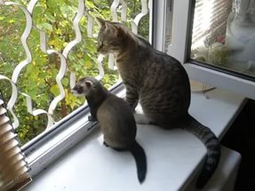 Хорек и кошка